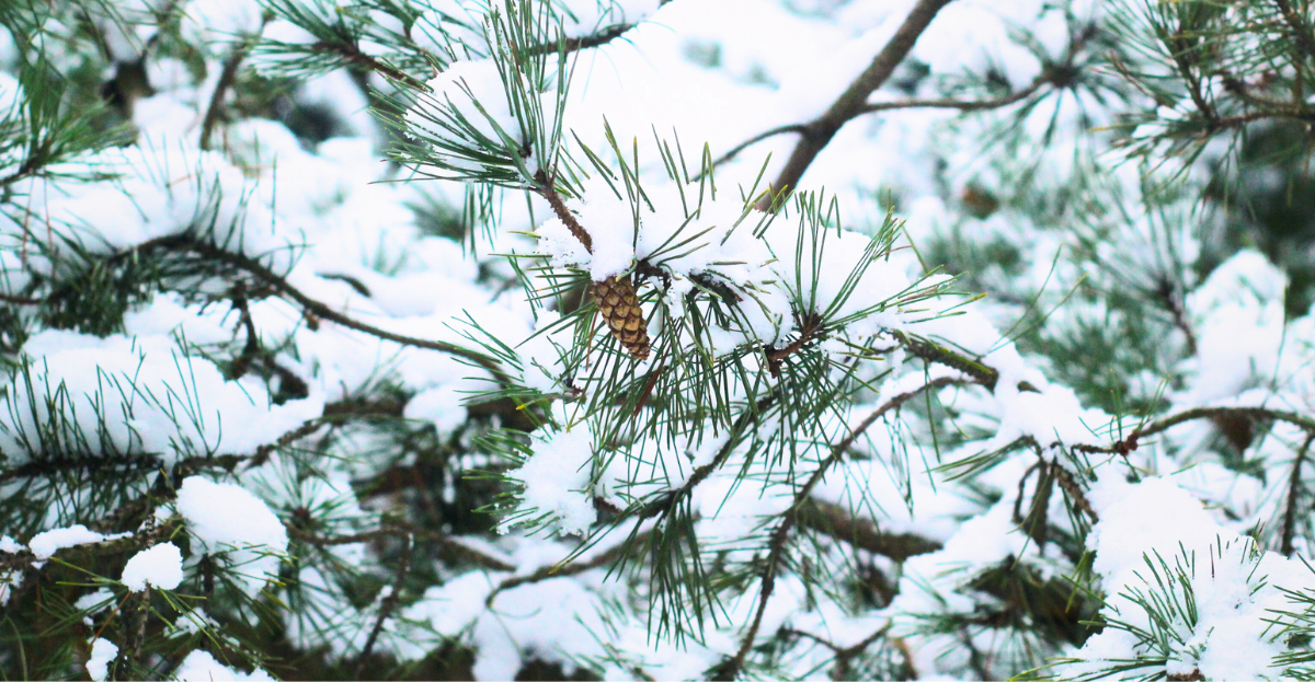 Pine tree in winter